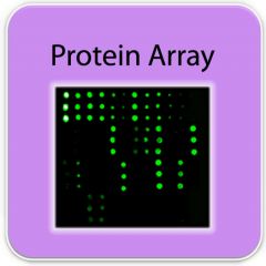 PAH-LCAG-G1-8, 人類肺癌 IgG 自體抗體晶片 Lung Cancer IgG Autoantibody Array G1, RayBiotech,array,肺癌,IgG, 自體抗體, Autoantibody, 晶片